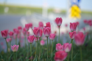 tulips in spring