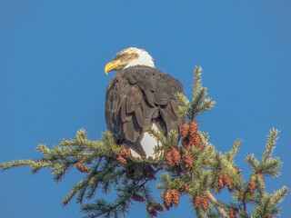 Bald Eagle in the Spruce Tree