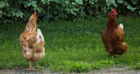 Chicken