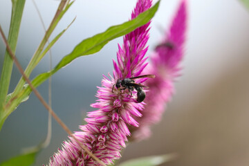 Horney on Purple Flower