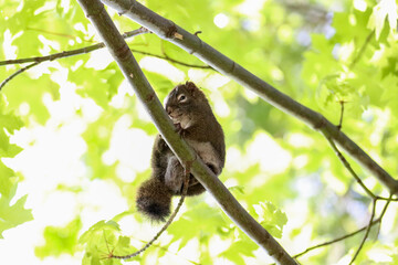 Squirrel Giving the Eye