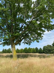 big spreading tree in the field