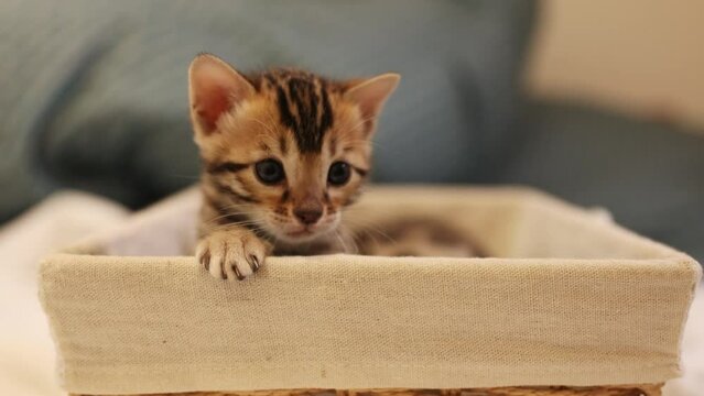 Footage of cute kitten sitting in basket, looking around. View of adorable kitty isolated on blurred background. Monthly pet. Pretty bengal cat. Indoors
