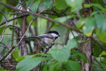 Chickadee on the Branch Looking Right