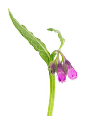 Comfrey bush with flowers, isolated on white background. Symphytum officinale plant. Herbal medicine. Clipping path.