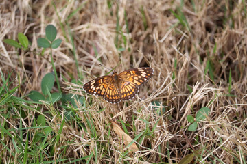 Beautiful Brown Butterfly