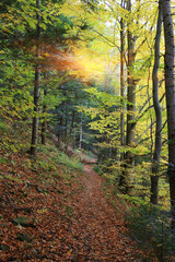 authumn pathway in mountains