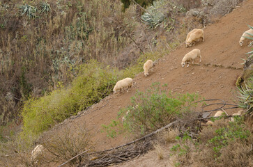 Flock of sheep Ovis aries. Firgas. Gran Canaria. Canary Islands. Spain.