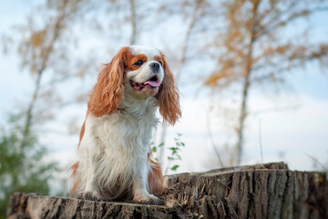 Cavalier king charles spaniel in the fall