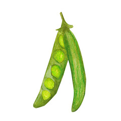 Hand drawn watercolor pea pod isolated on white background. Fresh tasty vegetable, green veggie, vegetarian food