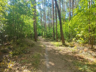 Waldweg mit Laubbäumen