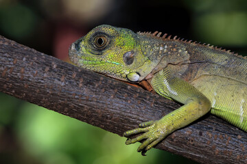 baby red iguanas on branch, animal closeup