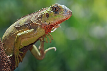 baby red iguanas on branch, animal closeup