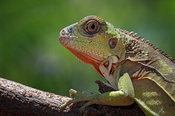 baby red iguanas on branch, animal closeup