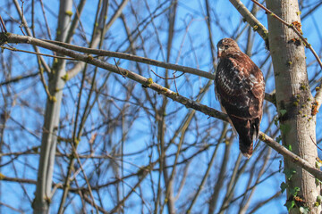 Red Tailed Hawk Having a Snack