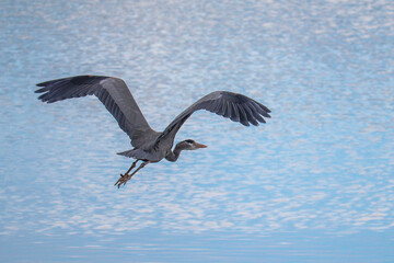 Obraz premium Great Blue Heron Heading Out