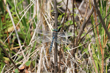 Dragonfly Freeze Frame