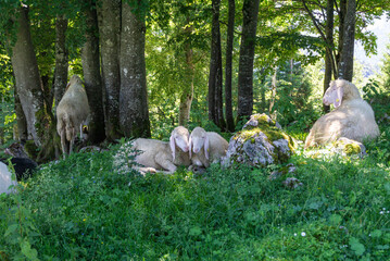 Fototapete bei efototapeten.de bestellen   