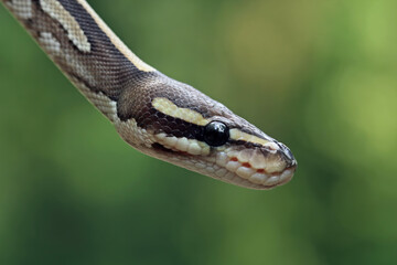 Ball python snake close up on branch, python regius