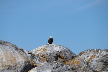 Bald Eagle High on the Rocks