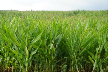 Grünes Maisfeld vor diesigem Himmel am Morgen bei Regen im Sommer