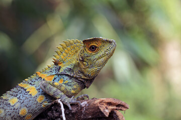 Forest dragon reptile, Gonocephalus chamaeleontinus, animal closeup