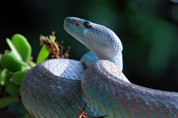 Blue viper snake closeup on branch, blue insularis, trimeresurus Insularis, animal closeup