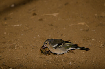 Male Gran Canaria chaffinch Fringilla canariensis bakeri eating on the ground. Firgas. Gran Canaria. Canary Islands. Spain.