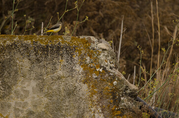 Grey wagtail Motacilla cinerea canariensis. Firgas. Gran Canaria. Canary Islands. Spain.