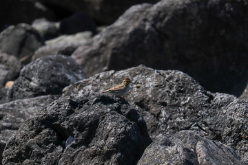 Chipping Sparrow on the Rocks