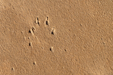 Dog footprints, nails print, in yellow, beige beach sand.