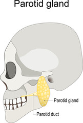 Humans skull with salivary gland and parotid duct.