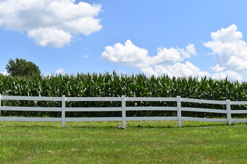 White Fence by a Corn Field