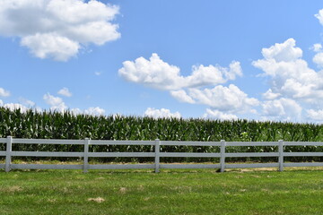 Fototapeta na wymiar White Fence by a Corn Field