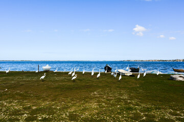 Flock of herons on the beach at Araruama town, State of Rio de Janeiro, Brazil. Taken with Nikon D7100 18-200 lens, at 18mm, f 1/125 f 14 ISO 125.