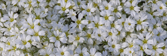 A lot of white flowers in the garden in the flower bed Cheerful, joyful mood. Spring, freshness. Beautiful nature. Calm. Pleasure.