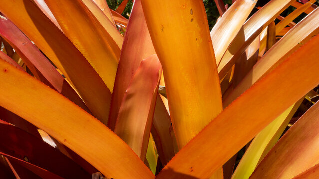 Closeup shot of orange bromeliad plant leaves
