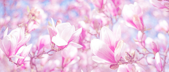 Fototapeta na wymiar pink magnolia flowers on a flowering magnolia tree