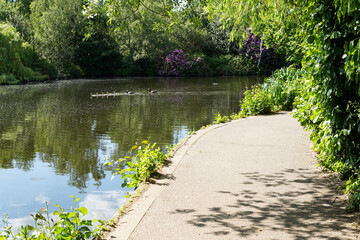 A group of small, fluffy, fuzzy ducklings, swimming with adult Canadian Geese seen at a distance on a pond in Wandsworth Common, in Southwest London.  Image has copy space.