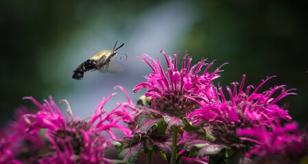 Hummingbird Hawk Moth Pollinates Pink Purple Bee Balm