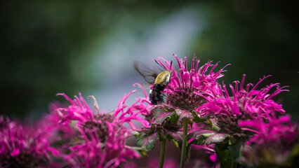 Hummingbird Hawk Moth Pollinates Pink Purple Bee Balm
