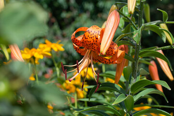 blooming daylily flowers against the background of green vegetation