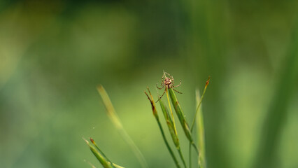 Macro Garden Spider Green Grass Background