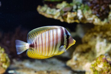 Red Sea sailfin tang, afraid swim away from camera to blur live rock background in reef marine...