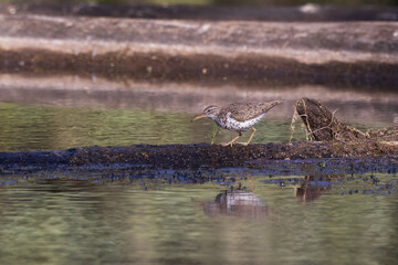 A Spotted Sandpiper in Alaska