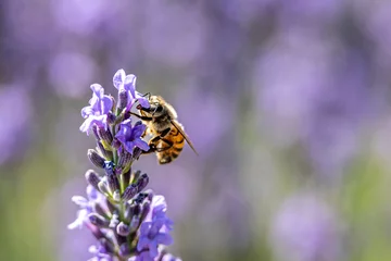 Fotobehang Photo macro d'une abeille dans une lavande violette © bockelbam