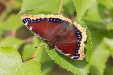 Obraz premium Mourning Cloak Nymphalis Antiopa Butterfly