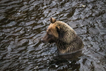 Grizzly Bear Fishing in the River Neck Deep