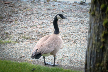 Fototapeta premium Canada Goose on the Beach