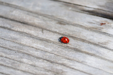 Ladybug on Wood